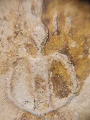 สมเด็จวัดโพธิ์เกรียบ 