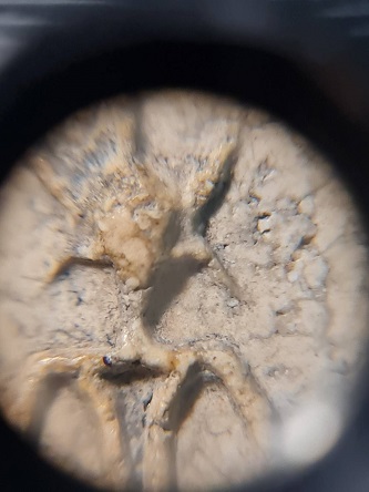 สมเด็จวัดโพธิ์เกรียบ อกร่อง