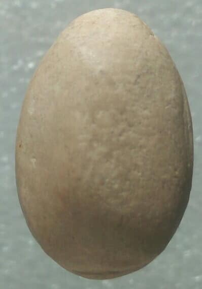 พระปิดตาเนื้อผง  ไม่ทราบวัด 