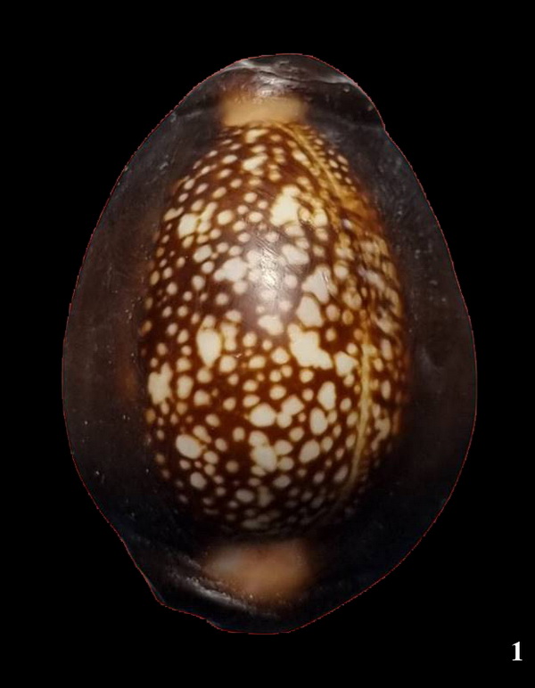 เบี้ยแก้ หลวงพ่อเกษม เขมโก สุสานไตรลักษณ์ รุ่นสุริยุปราคา พ.ศ.2538 รุ่นแรกและรุ่นเดียว (1)