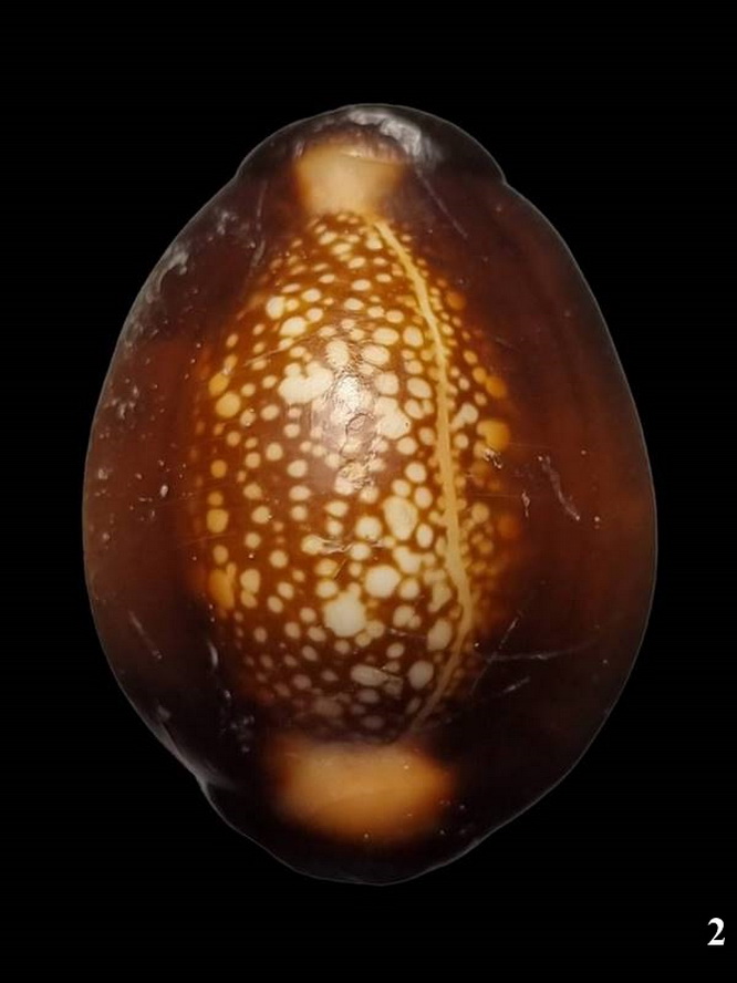 เบี้ยแก้ หลวงพ่อเกษม เขมโก สุสานไตรลักษณ์ รุ่นสุริยุปราคา พ.ศ.2538 รุ่นแรกและรุ่นเดียว (2))