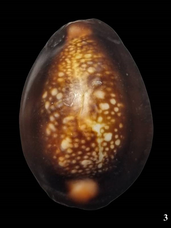 เบี้ยแก้ หลวงพ่อเกษม เขมโก สุสานไตรลักษณ์ รุ่นสุริยุปราคา พ.ศ.2538 รุ่นแรกและรุ่นเดียว (3)