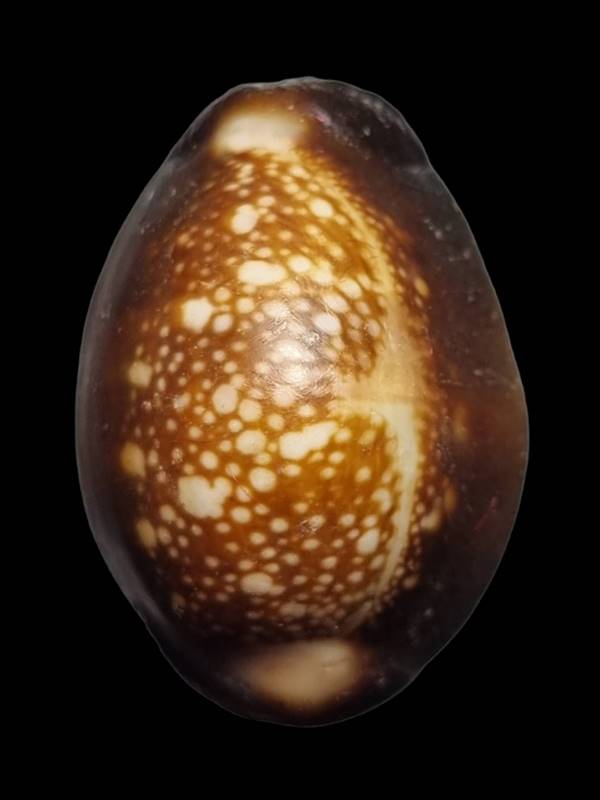 หลวงพ่อเกษม เขมโก สุสานไตรลักษณ์ จ.ลำปาง รุ่นสุริยุปราคา ปี 2538 ( ตะกรุดเงิน ) 