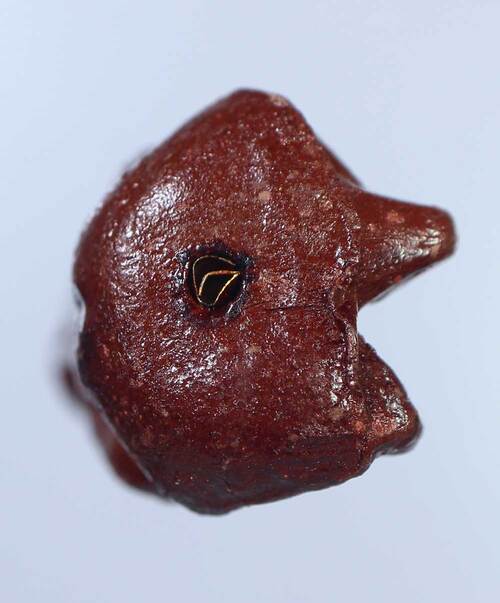 กุมารทองพรายเรียกทรัพย์ ขนาดพกพา 1 นิ้ว หลวงปู่ผาด วัดบ้านกรวด จ.บุรีรัมย์ ปี 2551