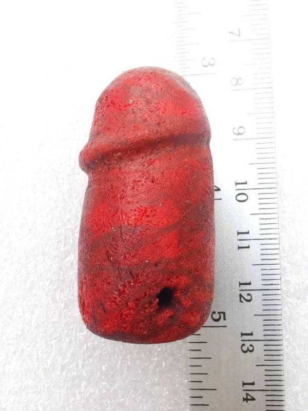 ตัวเกิด #ปลัดขิก..พระอาจารย์ประสูติ.วัดในเตา..กัลปังหาแดง..หายาก..ขนาดใหญ่มาก..กว่าจะโตขนาดนี้ใช้เวล