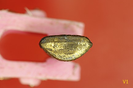 รูปเหมือนปั๊มหลวงพ่อจ้อย วัดศรีอุทุมพร อายุ 89 ปี จ.นครสวรรค์