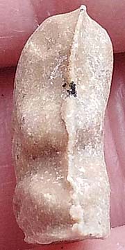 *ปิดตาจิ๋ว แจกแม่ครัว ผงน้ำมัน หลวงพ่อทองสุข วัดสะพานสูง นนทบุรี(2)*