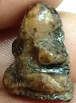 *ปิดตาจิ๋ว แจกแม่ครัว ผงน้ำมันจุ่มรัก หลวงพ่อทองสุข วัดสะพานสูง นนทบุรี*