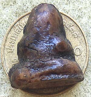 *ปิดตาจิ๋ว แจกแม่ครัว ผงน้ำมันจุ่มรัก หลวงพ่อทองสุข วัดสะพานสูง นนทบุรี*