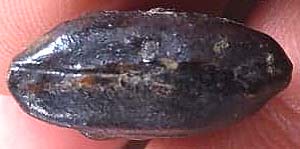 *พระปิดตา พิมพ์เล็ก เนื้อผงจุ่มรักดำ หลวงพ่อทองสุข วัดสะพานสูง นนทบุรี*