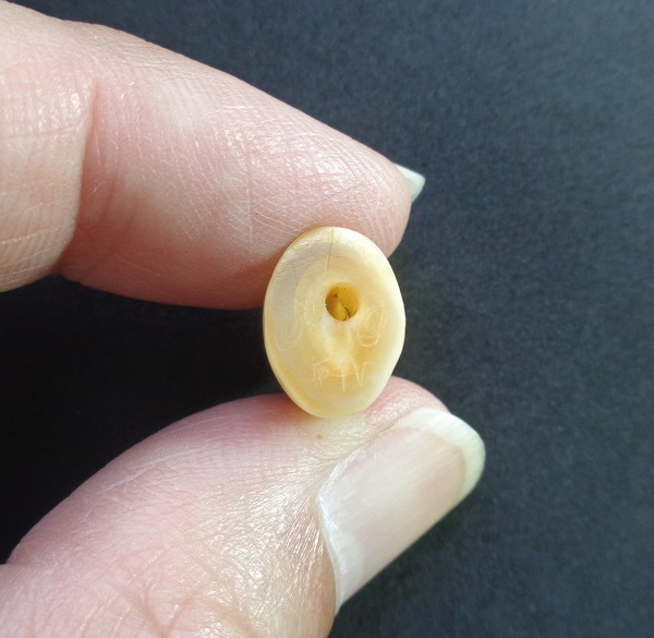 เขี้ยวเสือโปร่งฟ้าหลวงพ่อสาย วัดบางเหี้ยคลองด่าน (วัดสว่างอารมณ์) ปากคลองบางเหี้ย สวยครับ