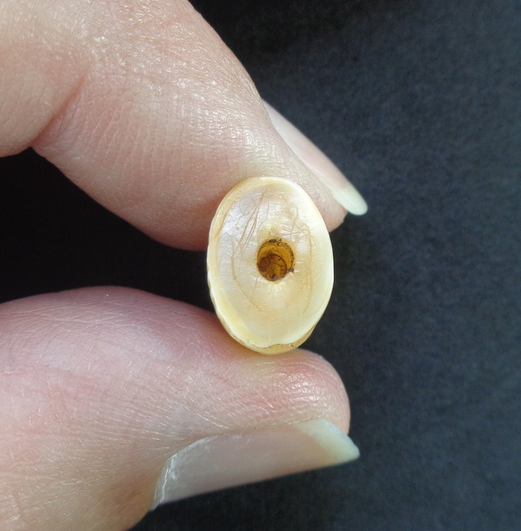 เขี้ยวเสือโปร่งฟ้าหลวงพ่อสาย วัดบางเหี้ยคลองด่าน (วัดสว่างอารมณ์) ปากคลองบางเหี้ย สวยครับ