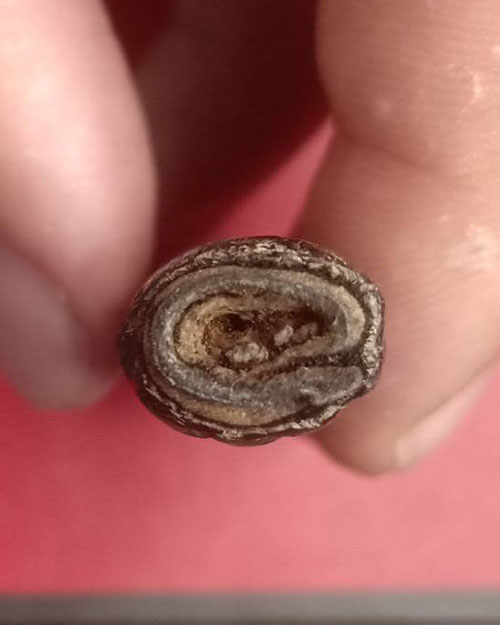 ตะกรุดหน้าผาก ส.เก่า