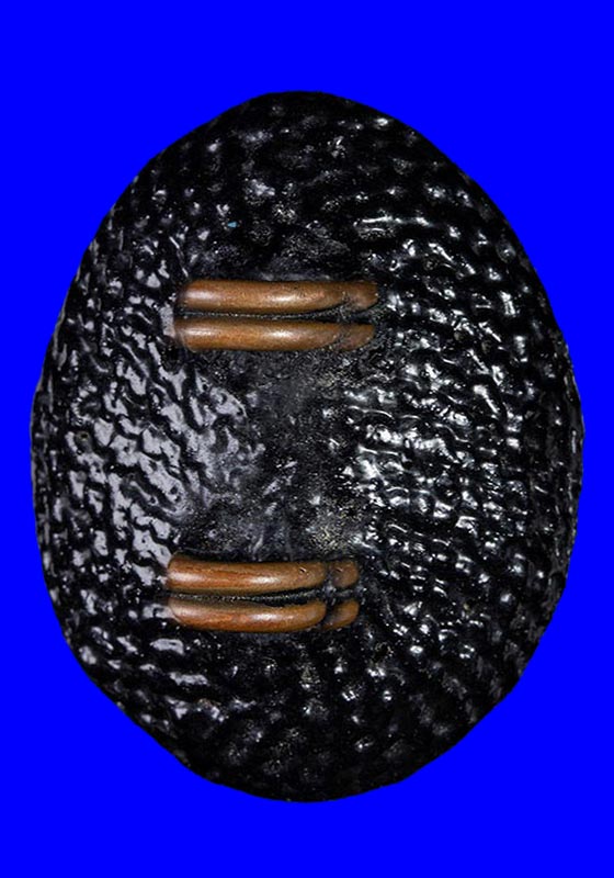 เบี้ยแก้ห่วงทองแดง หลวงปู่เจือ ปิยะสีโล วัดกลางบางแก้ว จ.นครปฐม