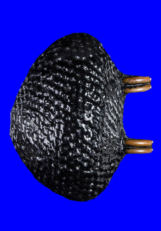 เบี้ยแก้ห่วงทองแดง หลวงปู่เจือ ปิยะสีโล วัดกลางบางแก้ว จ.นครปฐม