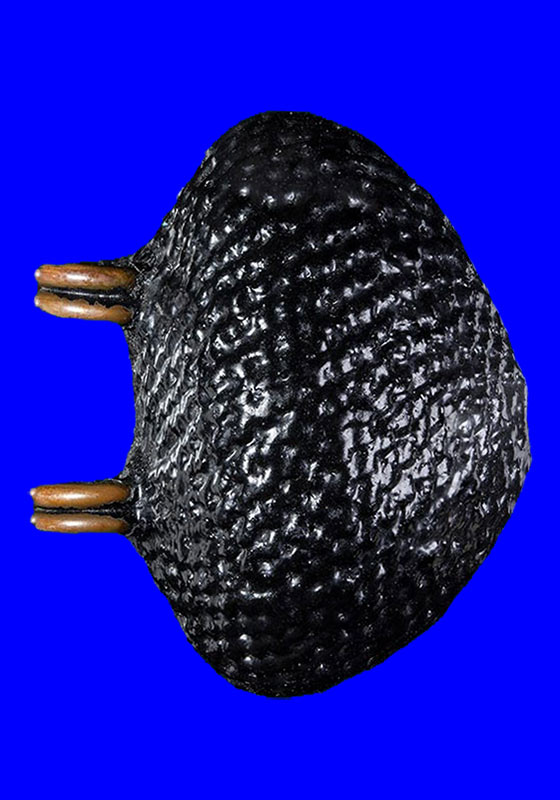 เบี้ยแก้ห่วงทองแดง หลวงปู่เจือ ปิยะสีโล วัดกลางบางแก้ว จ.นครปฐม