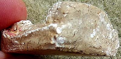 *พิมพ์รูปเหมือนสมเด็จฯโต เนื้อผง หลวงปู่นาค วัดระฆังฯ ปี๒๔๙๕*