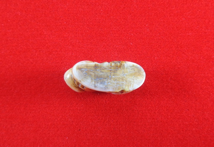 เขี้ยวเสือโปร่งฟ้าหลวงพ่อสาย วัดบางเหี้ยคลองด่าน (วัดสว่างอารมณ์) ปากคลองบางเหี้ย พิมพ์เสือหมอบ