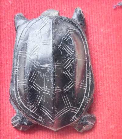 เต่าไม่ทราบที่สภาพชำรุด(หัวหัก)