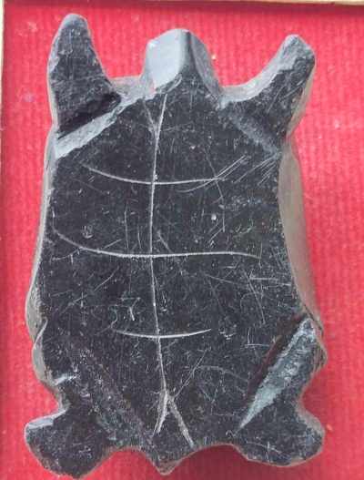 เต่าไม่ทราบที่สภาพชำรุด(หัวหัก)