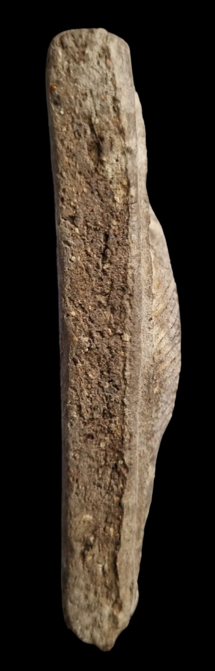 สาริกาคู่หางเกี้ยว ครูบากฤษณะ วัดป่ามหาวัน ยุคต้น