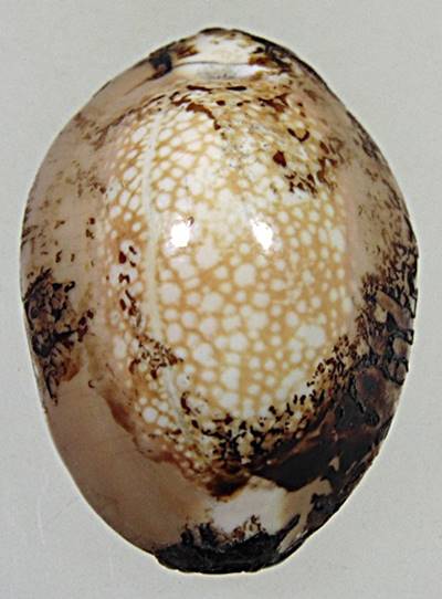 เบี้ยแก้ เก่า ปรอทเต็ม เขย่าดังขลุกๆ