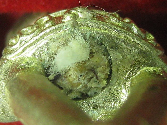  พระปิดหัวจรวด 2 เนื้ออัลป้ามีเดือยก้นอุดมวลสาร สร้างเฉพาะชุดกรรมการ 199 องค์