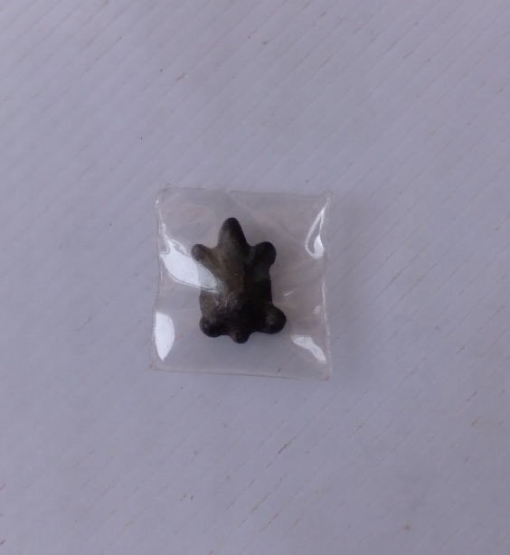 เต่าเนื้อตะกั่วเก่าไม่ทราบที่