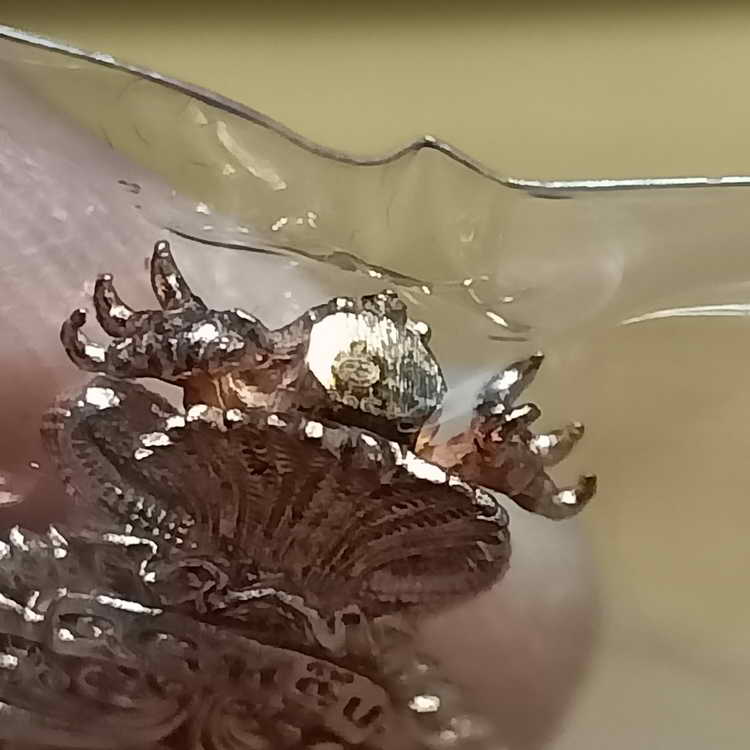 ปีมีหนเดียว พญาครุฑน้อย มหาเศรษฐี กฐิน 66 วัดครุฑธาราม จ.พระนครศรีอยุธยา ปี 2566 เนื้อทองชมพู