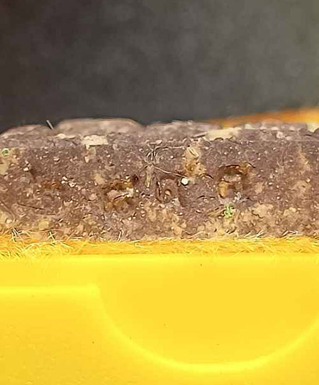 พระผงรูปเหมือนเต็มองค์ รุ่นเมตตา อายุยืน เนื้อผงน้ำพี้ปิดทอง หลวงปู่จันทร์ วัดน้ำแป้งวราราม