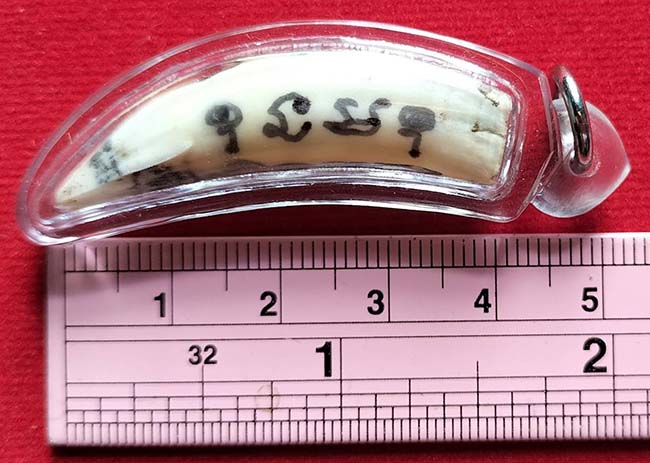 ฟันจระเข้ จารมือ 4 ด้าน หลวงพ่อวิรัช วัดดีบอน ราชบุรี เลี่ยมพร้อมใช้(เลี่ยมสีฟ้า)