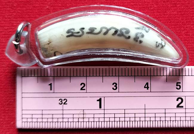 ฟันจระเข้ จารมือ 4 ด้าน หลวงพ่อวิรัช วัดดีบอน ราชบุรี เลี่ยมพร้อมใช้(เลี่ยมสีฟ้า)