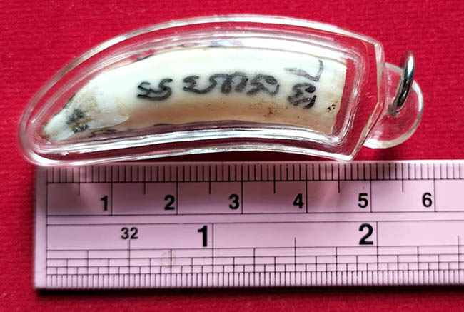 ฟันจระเข้ จารมือ 4 ด้าน หลวงพ่อวิรัช วัดดีบอน ราชบุรี เลี่ยมพร้อมใช้