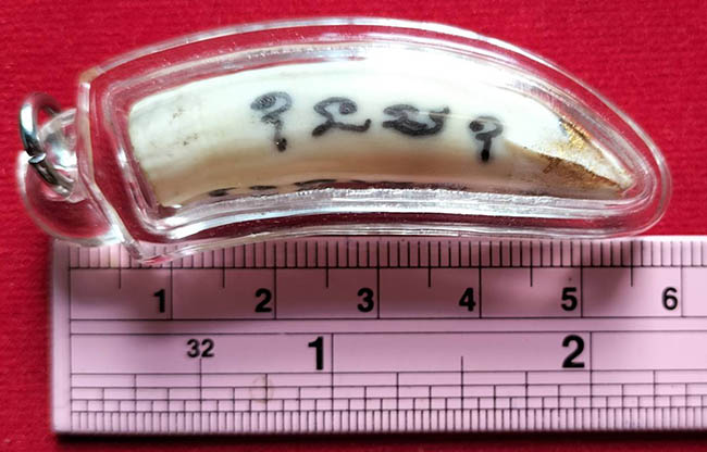 ฟันจระเข้ จารมือ 4 ด้าน หลวงพ่อวิรัช วัดดีบอน ราชบุรี เลี่ยมพร้อมใช้