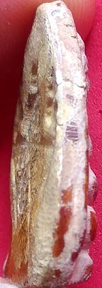 *พระสังกัจจายน์ หลังยันต์ห้า เนื้อผงเคลือบ วัดไผ่ล้อม ระยอง ปี๒๕๑๔ หลวงปู่ทิม อิสริโก ปลุกเสก* 