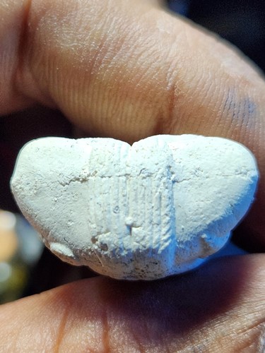 วัดเขาบังเหย ชัยภูมิ ปิดตา 9 นก หลวงพ่อนก   