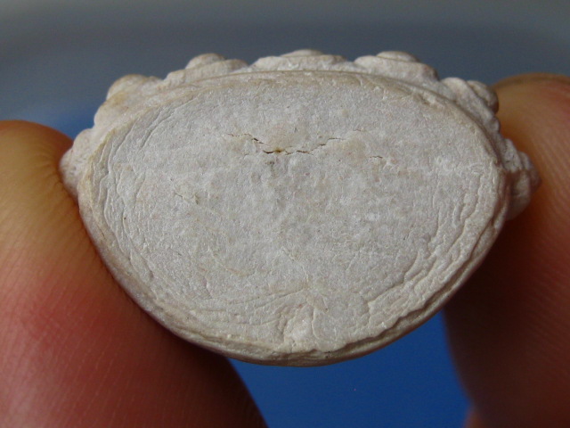 พระกริ่ง เนื้อผง วัดทุ่งครุ กรุงเทพฯ รุ่น 1 ปี2550