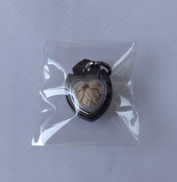 ดอกบานไม่รู้โรยหลวงพ่อแก้ว วัดหัวนา จ.เพชรบุรี