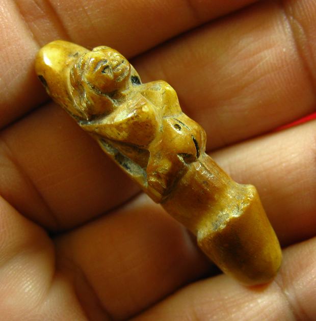 เขี้ยวแกะ ปลัดขิก นางแอ่น ความยาวประมาณ 3.8 เซนติเมตร 