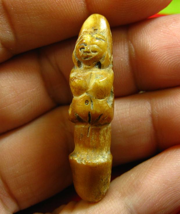 เขี้ยวแกะ ปลัดขิก นางแอ่น ความยาวประมาณ 3.8 เซนติเมตร 