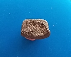 พระรอดวัดพระสิงห์ปี 2496 จ.เชียงใหม่