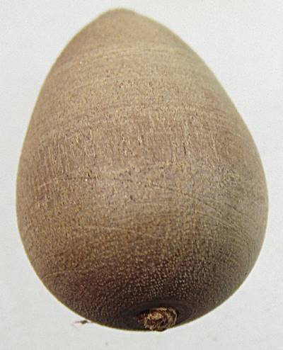 ลูกประคำโทน มหาเสน่ห์ วัดเสด็จ ปทุมธานี