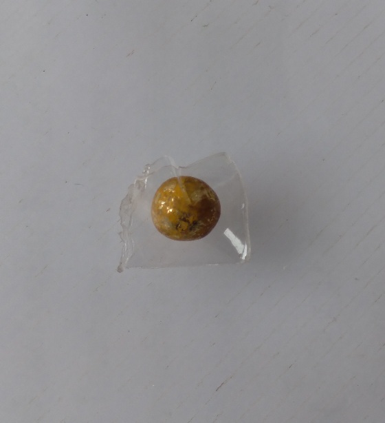 ลูกอมเทียนไม่ทราบที่