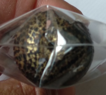 ไม้ตีพริกไม่ทราบที่