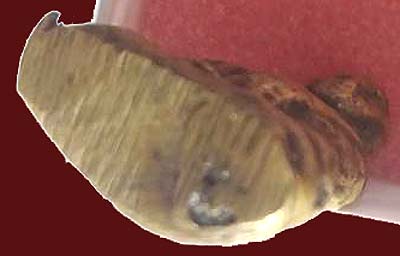 รูปเหมือนหล่อฯ หลังยันต์ เนื้อทองเหลือง