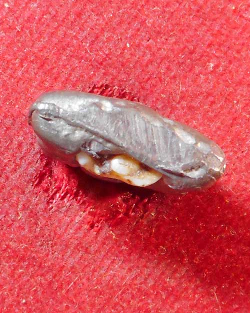  พระพุทธฝังฟัน ไม่ทราบเกจิ