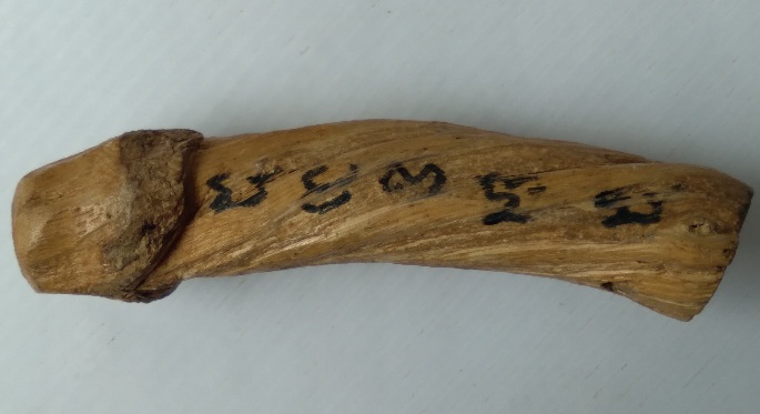 ปลัดขิกไม่ทราบที่