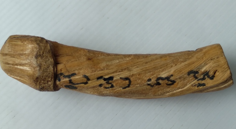 ปลัดขิกไม่ทราบที่