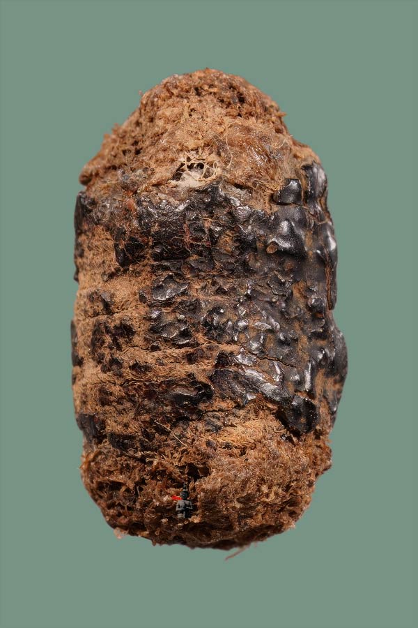 หนังหน้าผากเสือพร้อมบัตรสมาคม