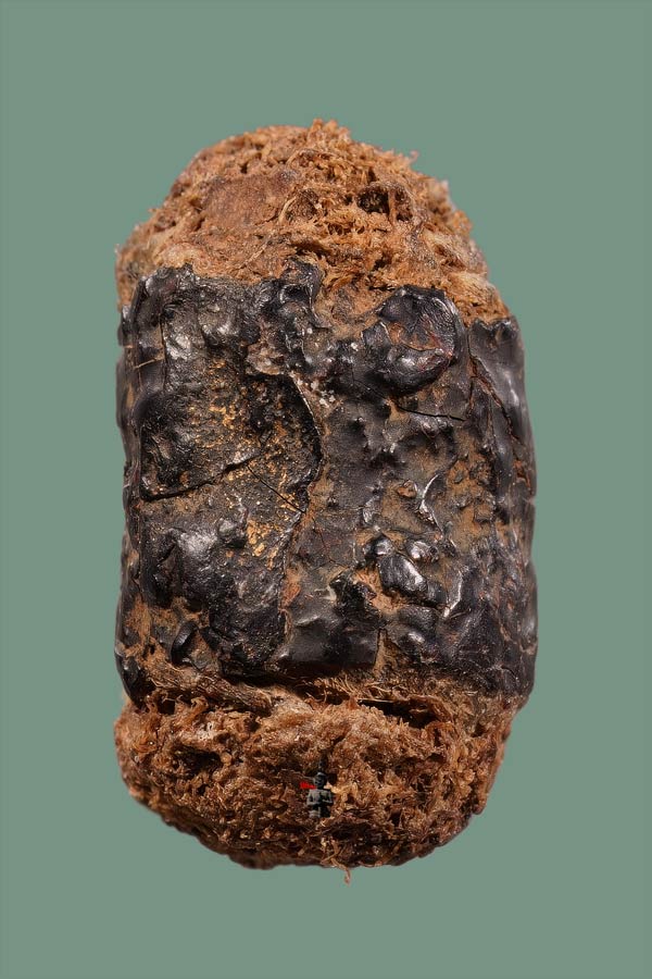 หนังหน้าผากเสือพร้อมบัตรสมาคม